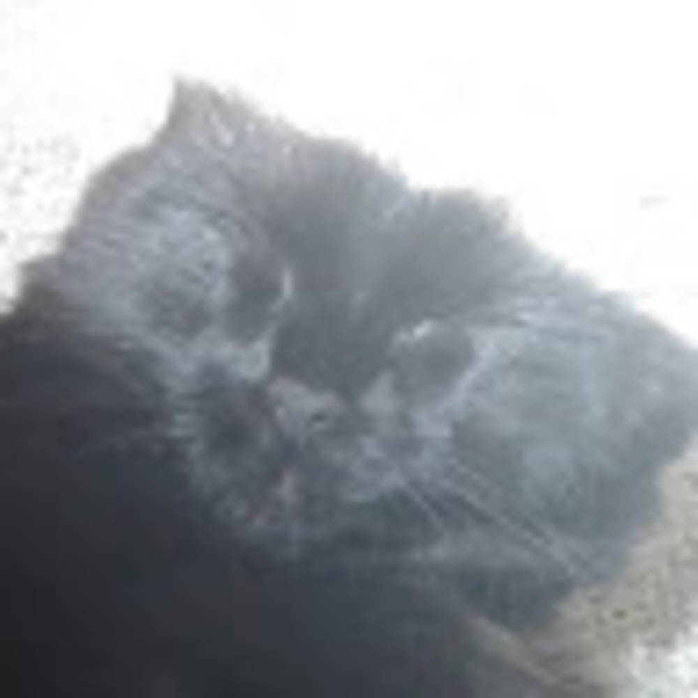 Meet your Posher, Bubba